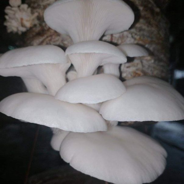 মাশরুম / Mushroom