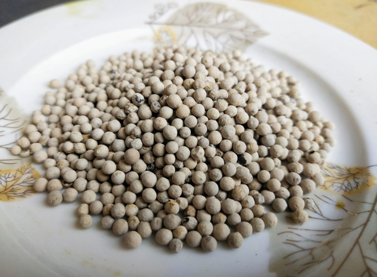 sada Gul morich /white Pepper/সাদাগোল মরিচ