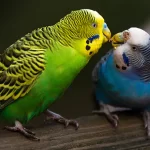 Budgies Care & Feed