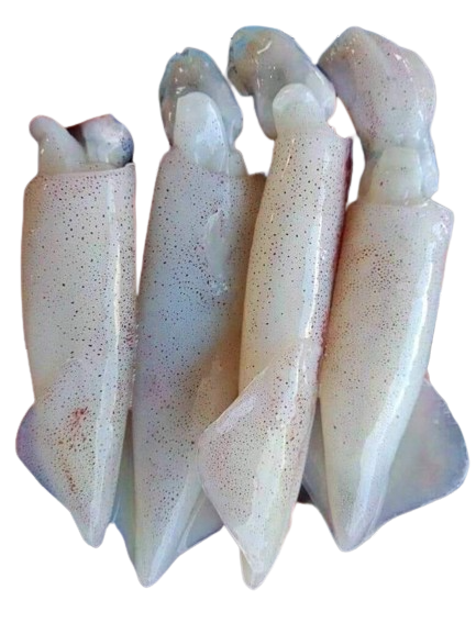 squid fish/স্কুইড