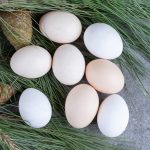 egg chicken/ layer egg white(pagla offer)