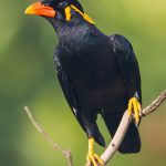 Myna Care & Feed