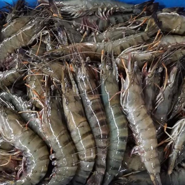 tiger shrimp/tiger prawn/টাইগার চিংড়ি(রেডি টু কুক)